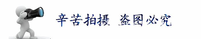 盜圖必究
